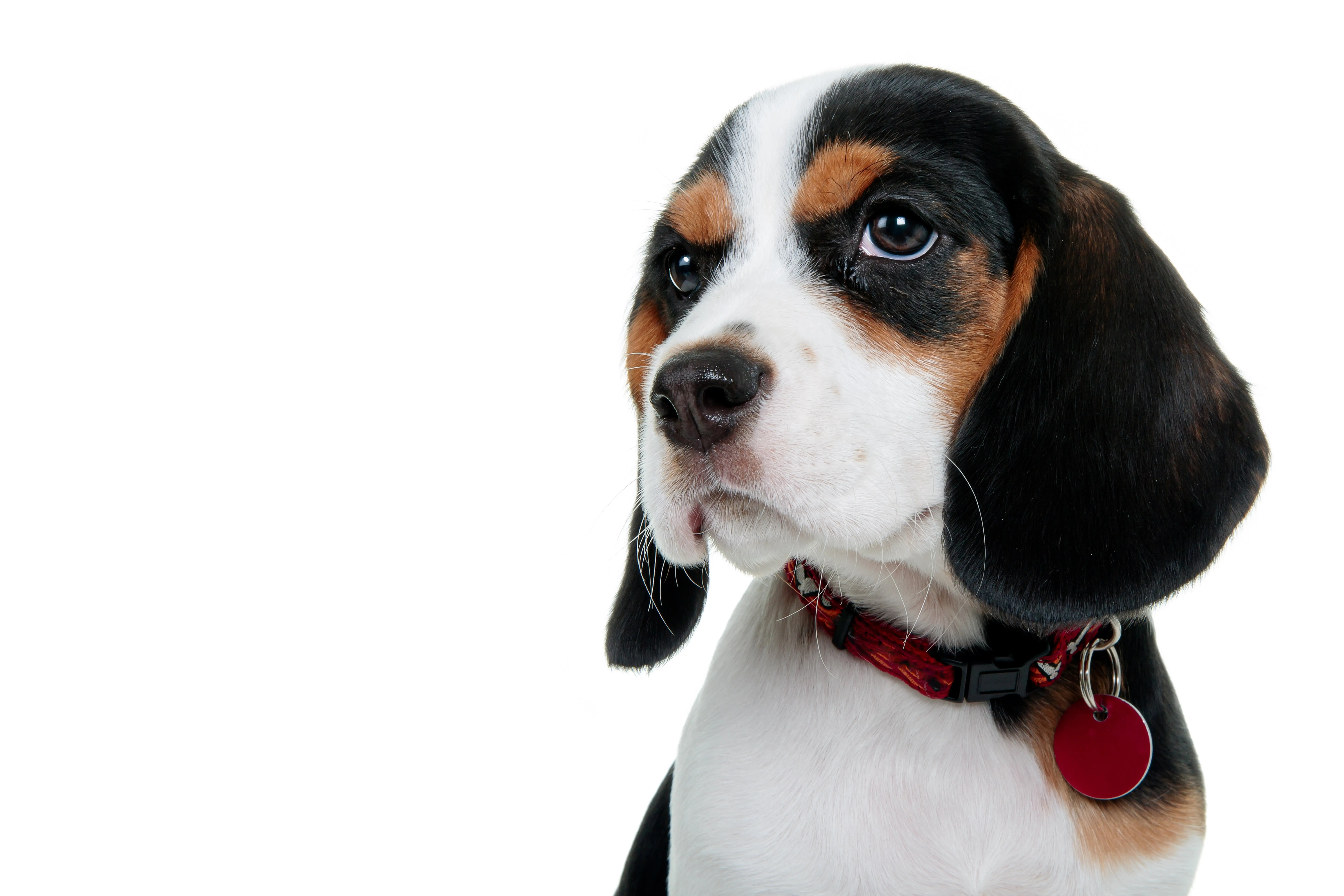 foto Perro de raza Beaglier