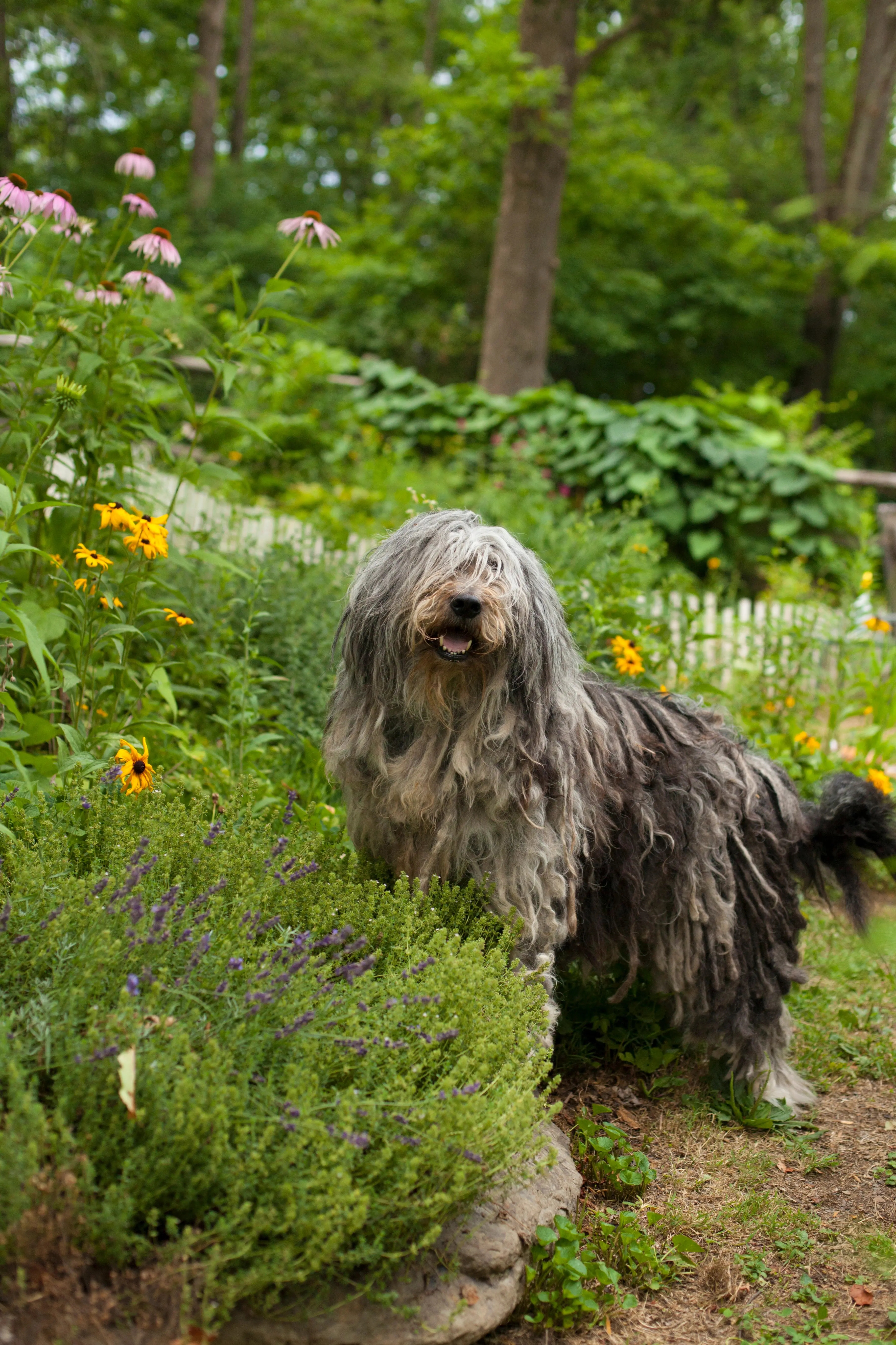 foto Perro pastor bergamasco