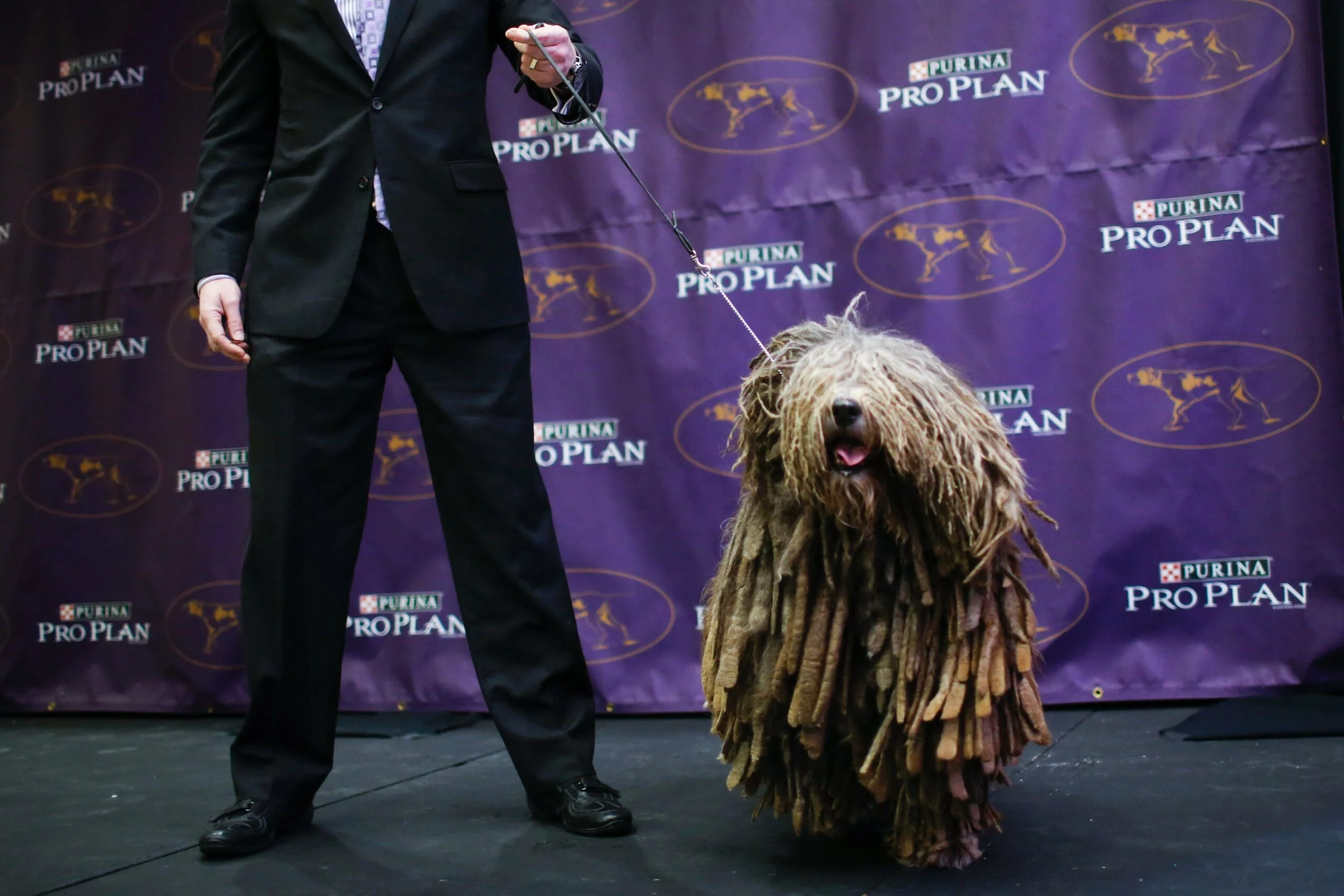 foto Perro pastor bergamasco