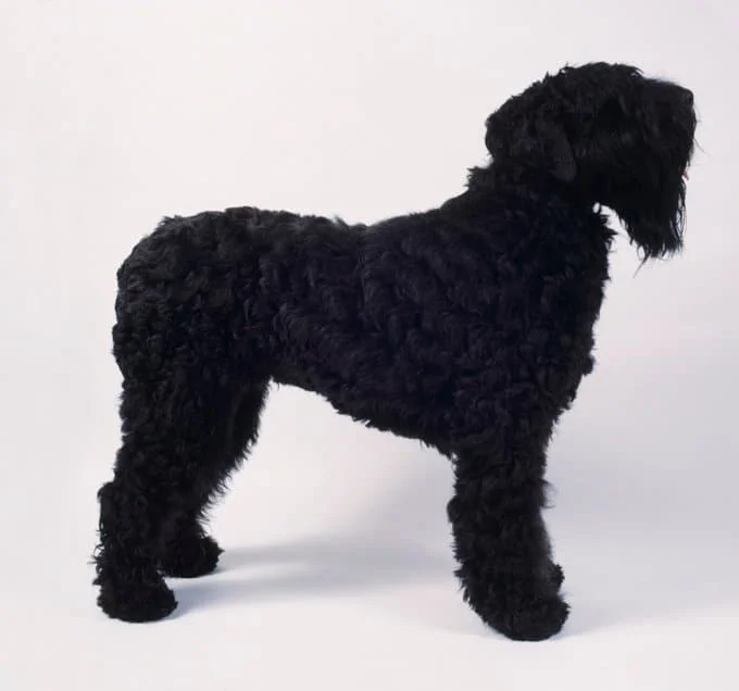 foto Perro de Terrier Ruso Negro