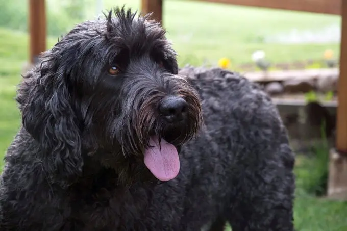 foto Perro de Terrier Ruso Negro
