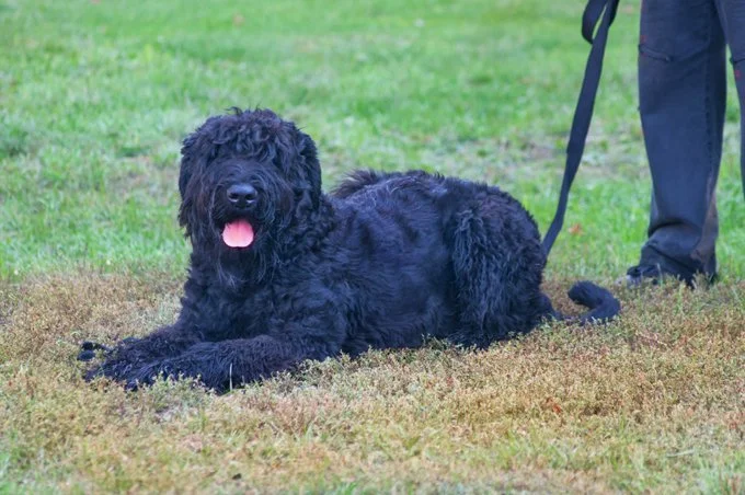 foto Perro de Terrier Ruso Negro