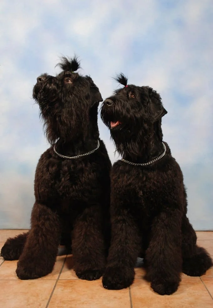 foto Perro de Terrier Ruso Negro
