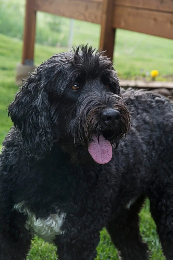 foto Perro de Terrier Ruso Negro