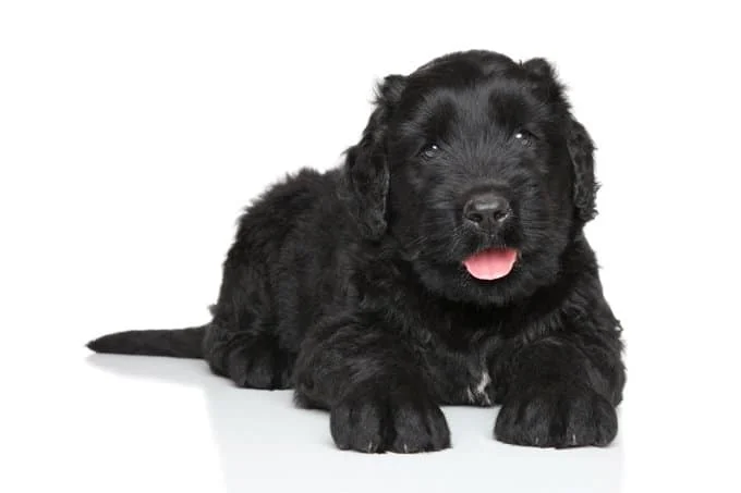 foto Perro de Terrier Ruso Negro
