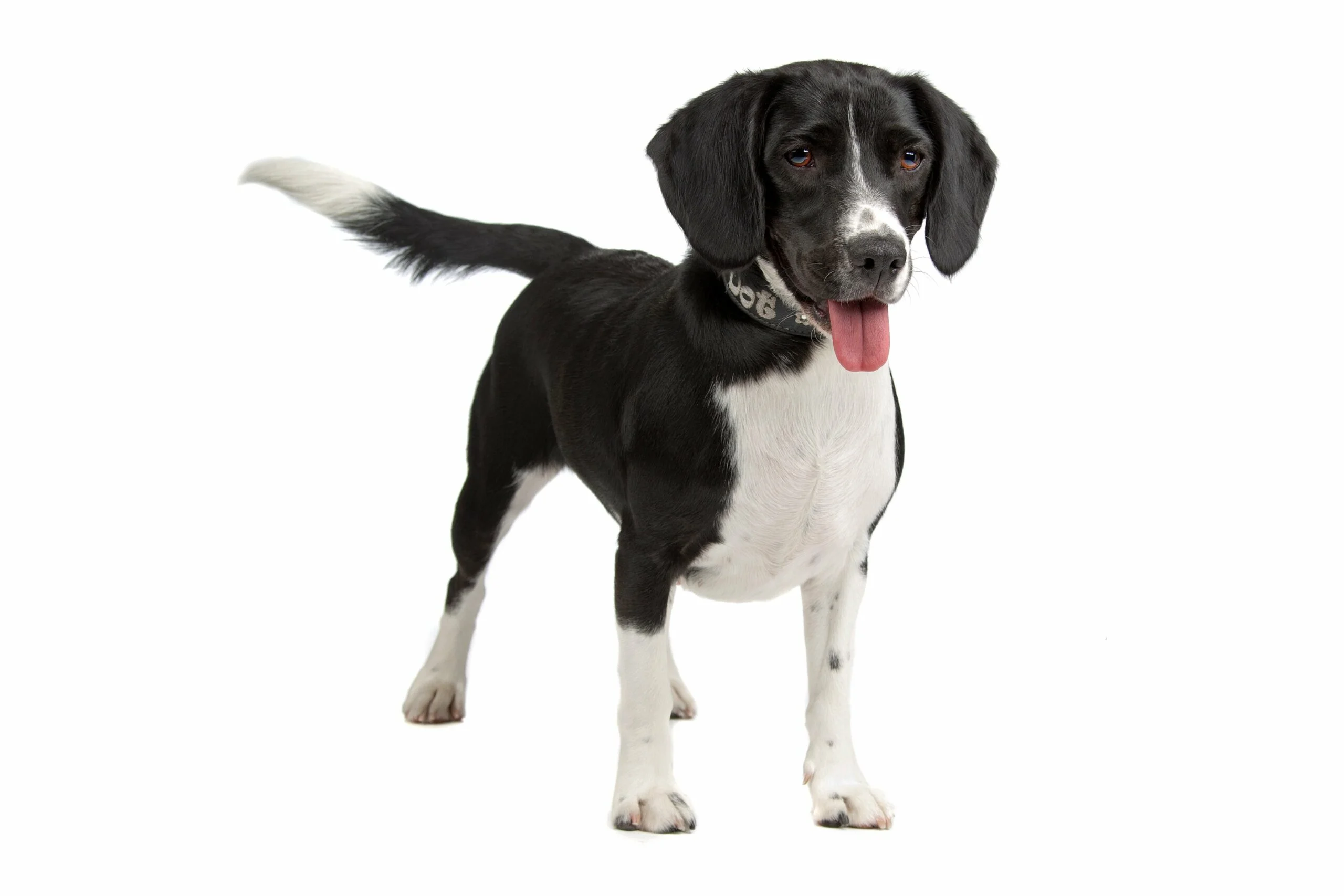 foto Perro de raza Bocker