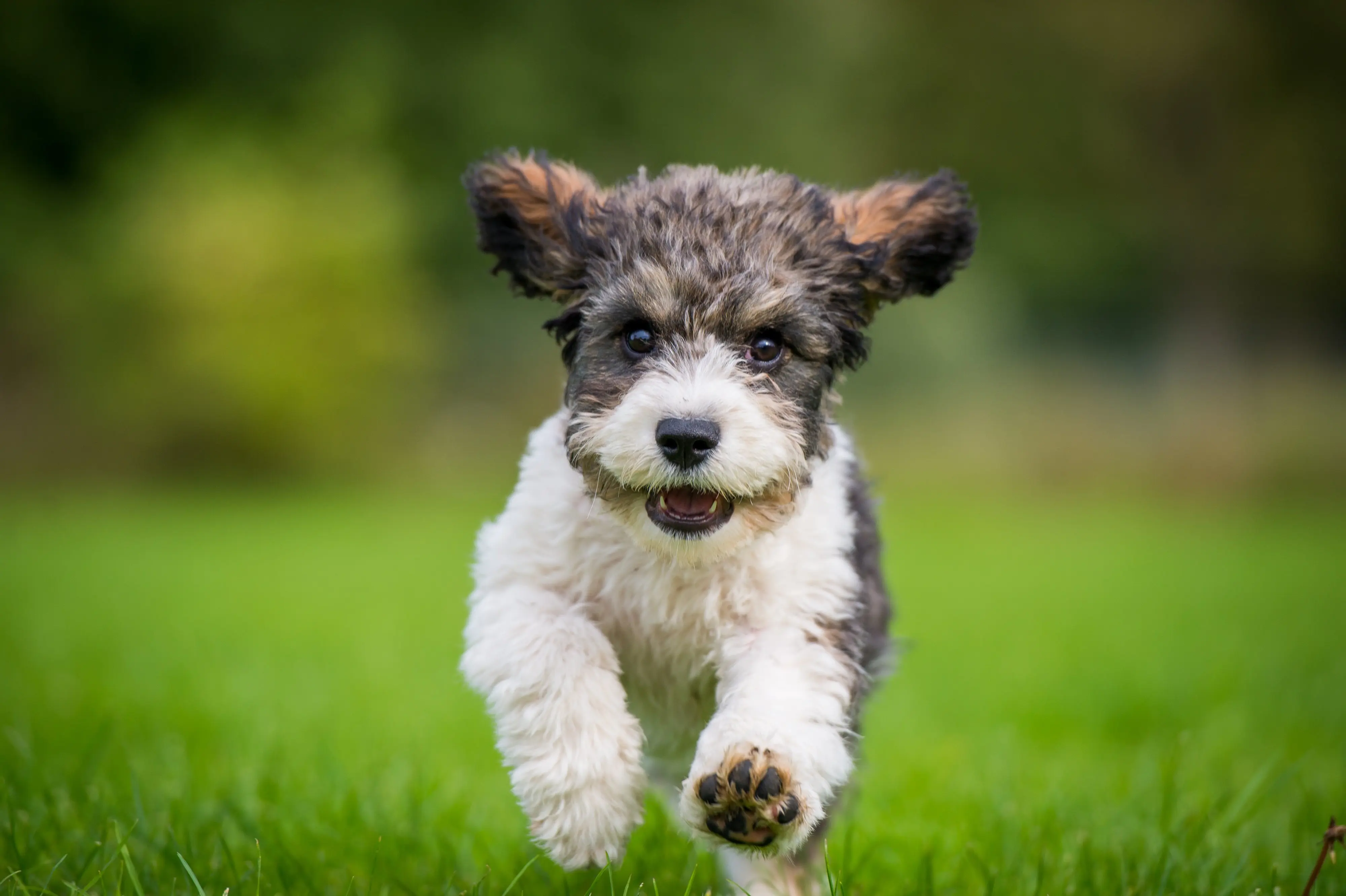 foto Cavachon Perro Mixto