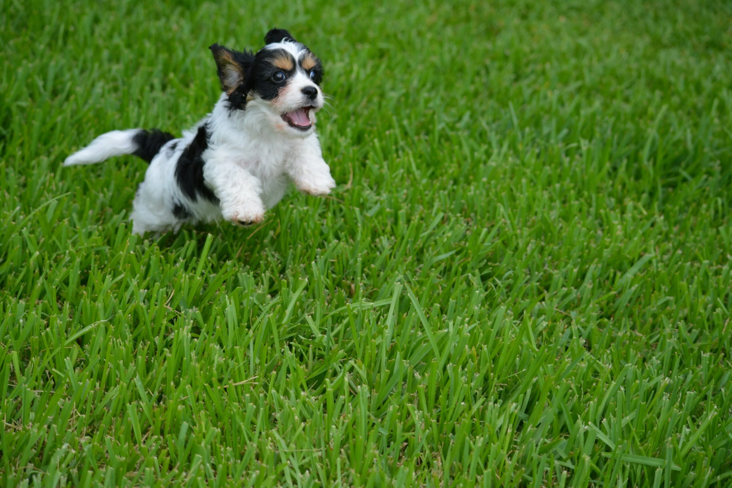 foto Cavachon Perro Mixto