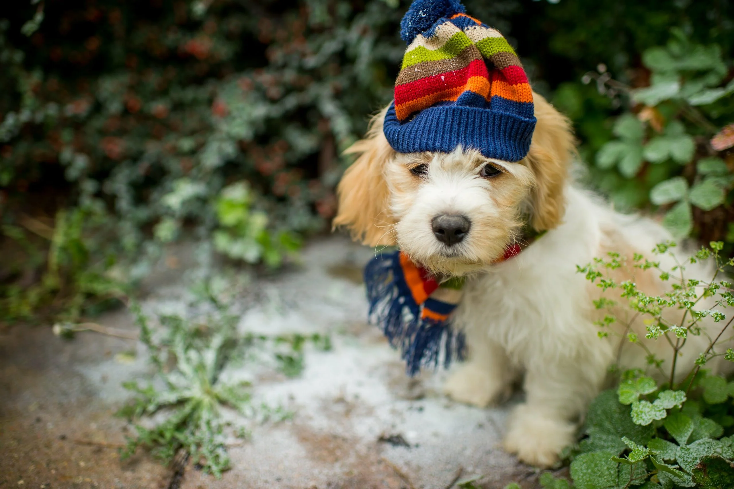 foto Cavachon Perro Mixto