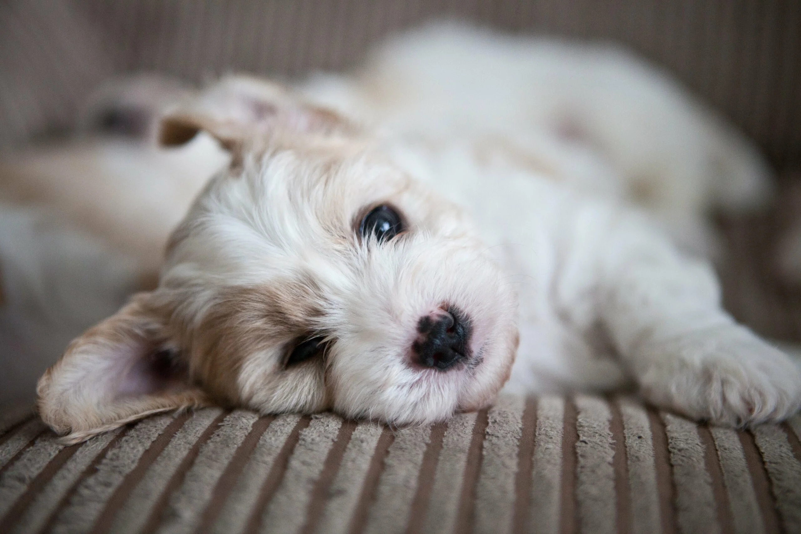 foto Cavachon Perro Mixto