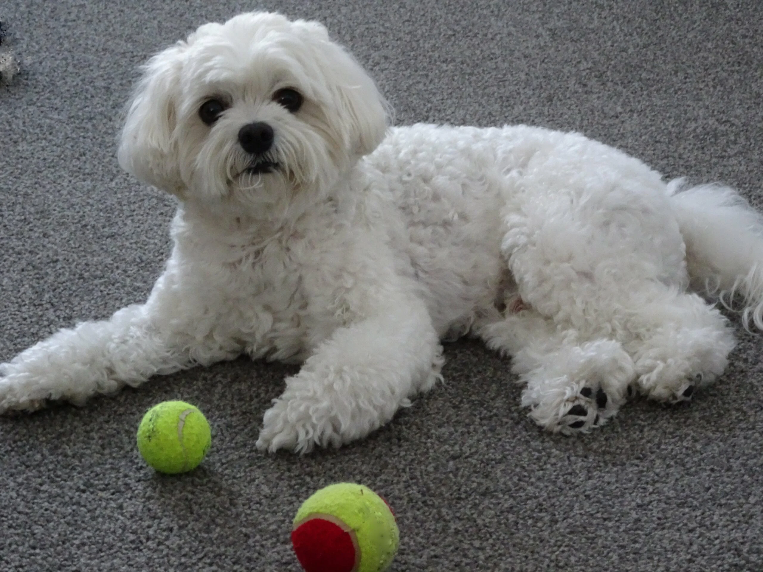 foto Cavachon Perro Mixto