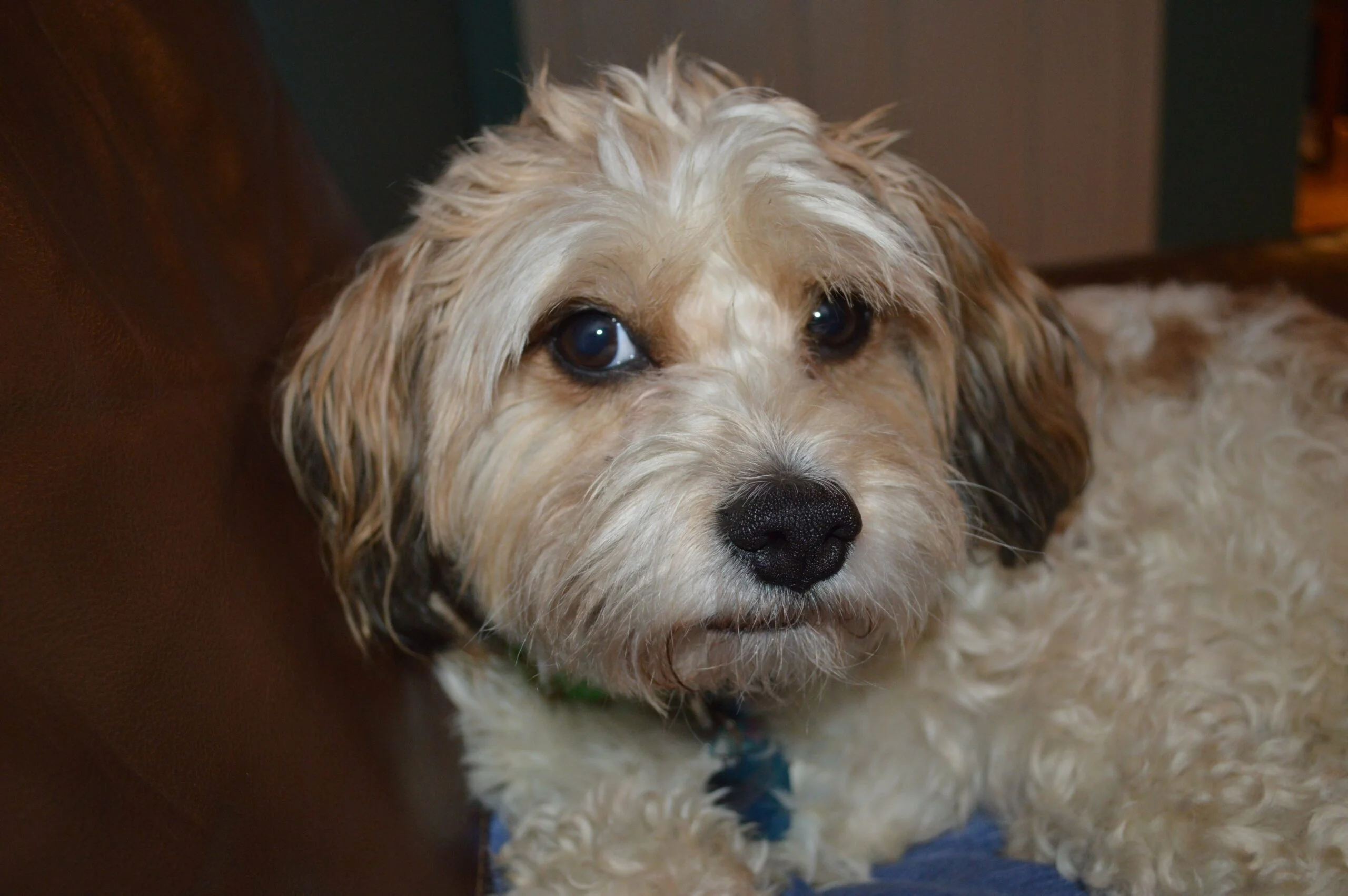 foto Cavachon Perro Mixto