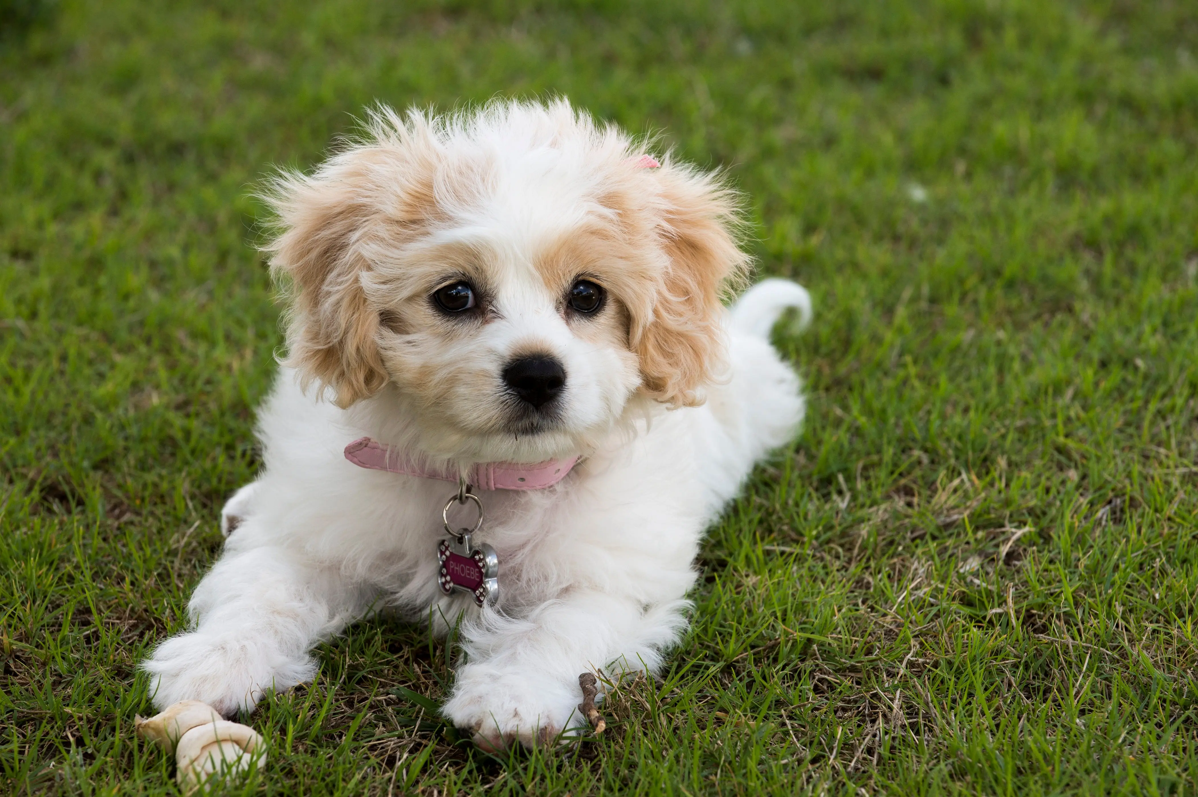 foto Cavachon Perro Mixto