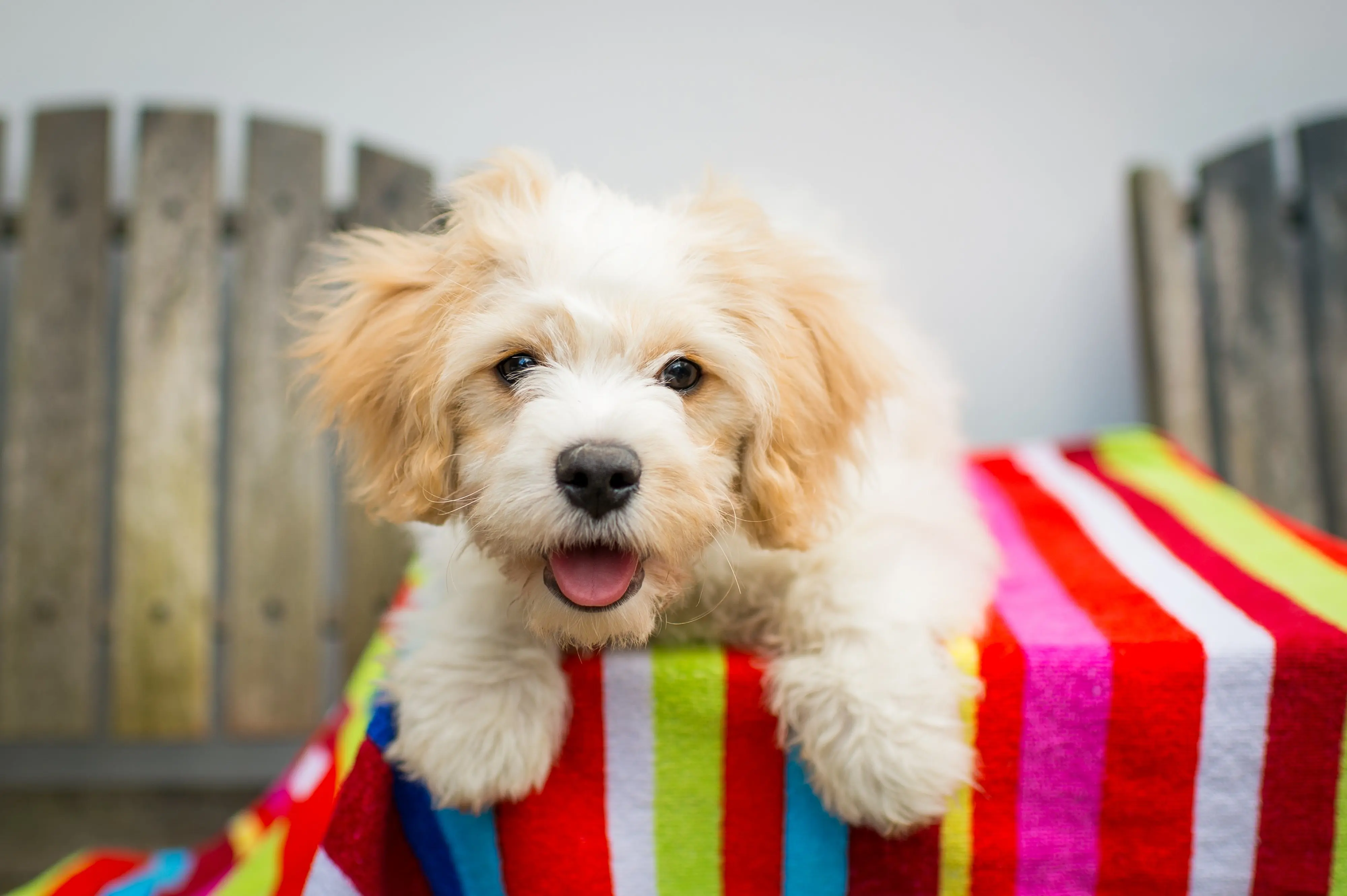 foto Cavachon Perro Mixto