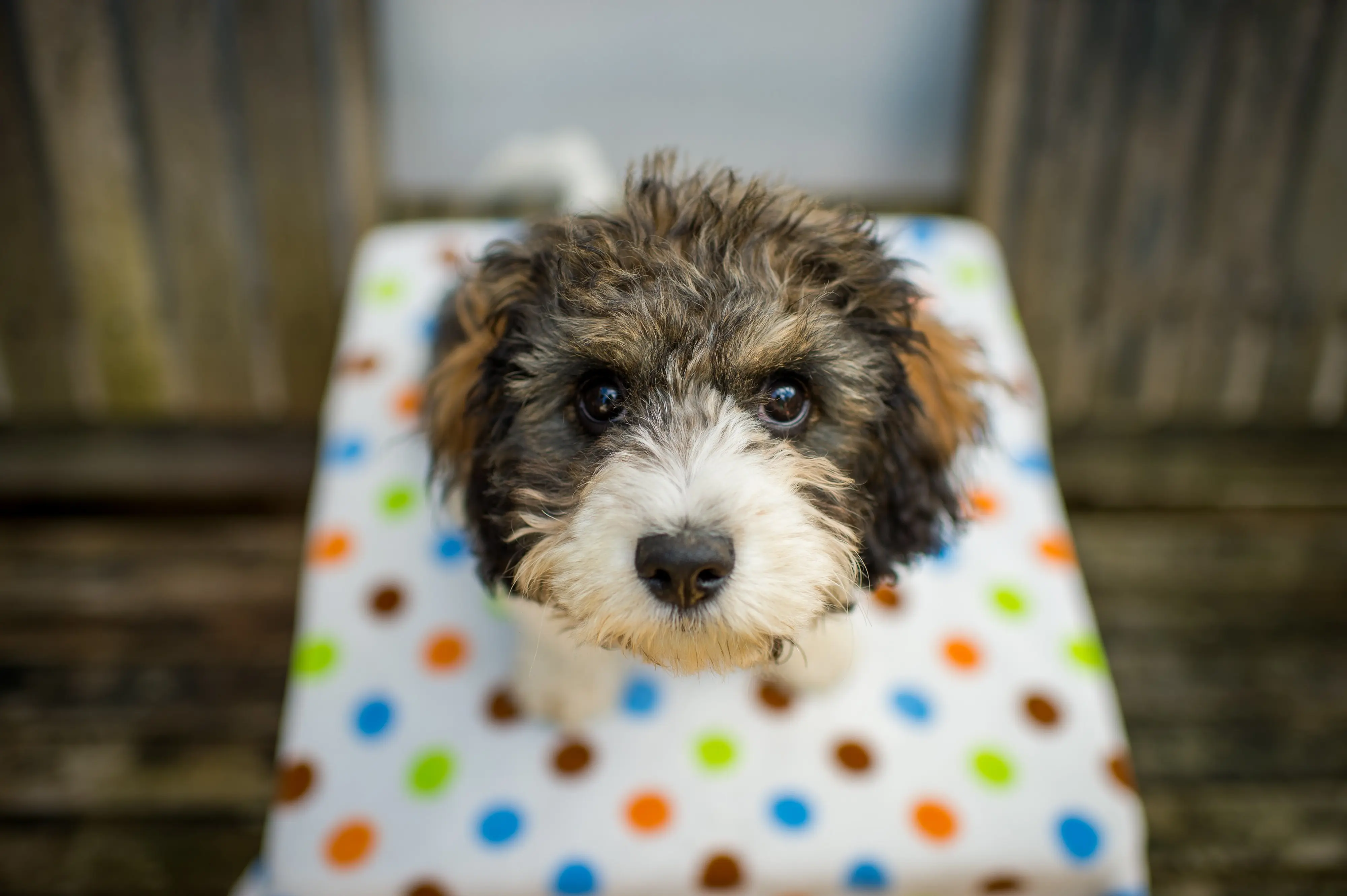 foto Cavachon Perro Mixto
