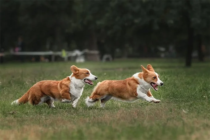foto Perro de raza Corgi Galés de Cardigan