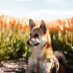 Perro mezcla de Corgi Inu corgi-inu-mixed-dog-breed-pictures-1-1442x961