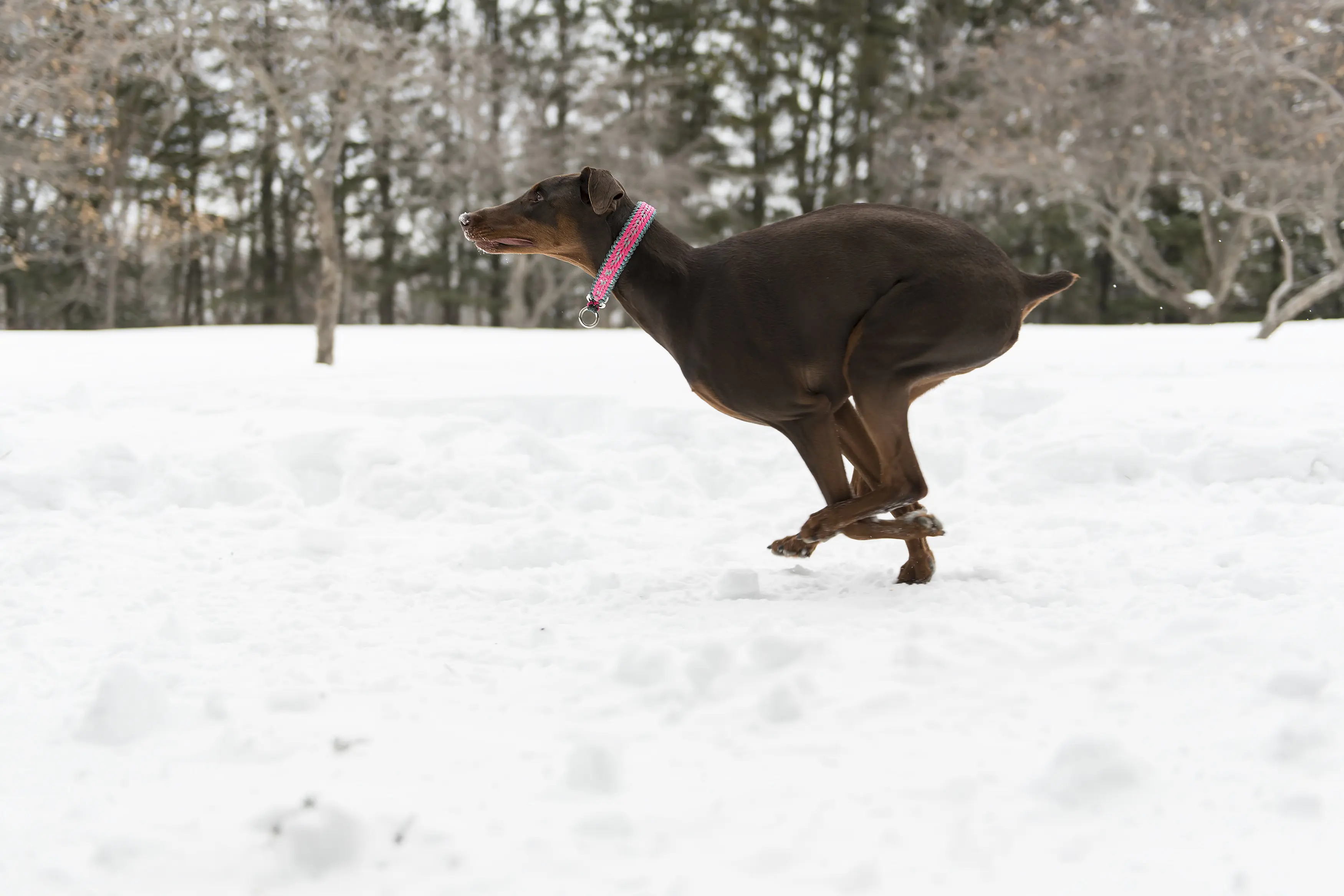 foto Doberman Pinscher
