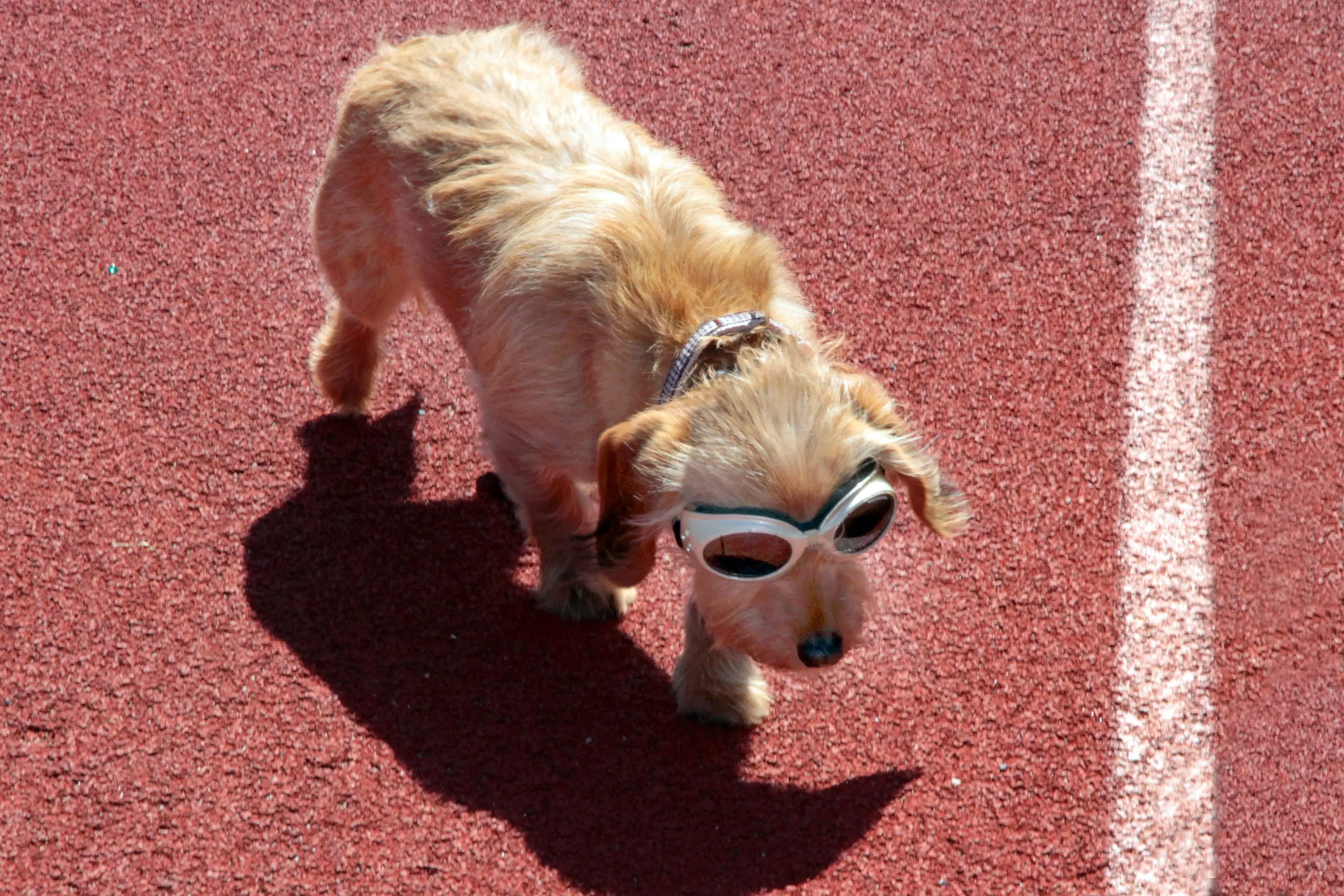 foto Dorkie Perro Mixto