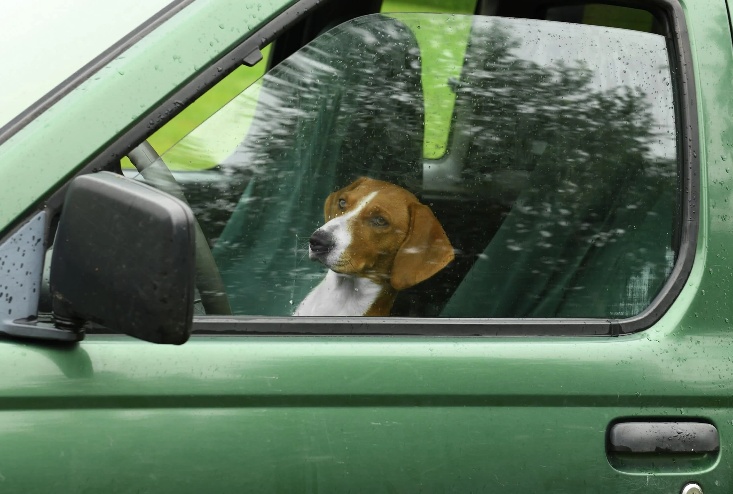 foto Perro Drever
