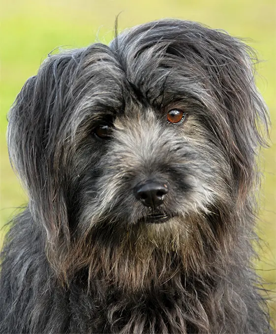 foto Perro Pastor de los Pirineos