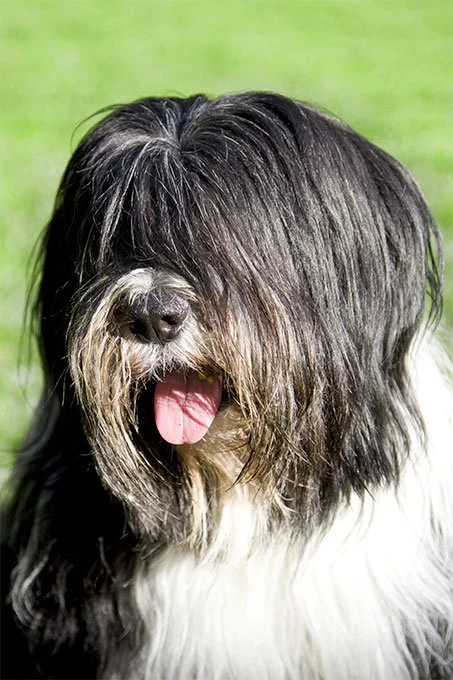 foto Perro pastor polaco de llanura
