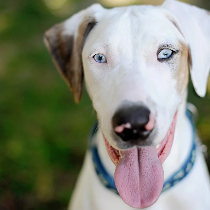 foto Perro de Catahoula Leopardo
