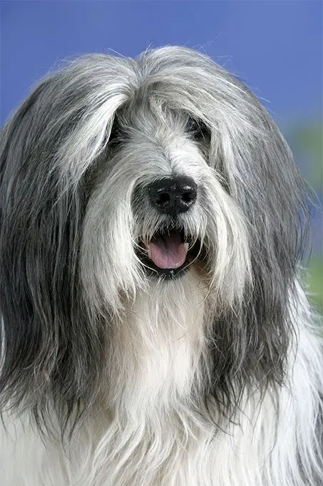 foto Perro pastor polaco de llanura