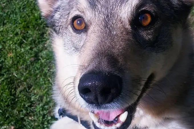 foto Perro Vallhund Sueco