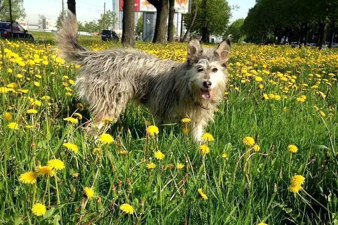 foto Perro Berger Picard