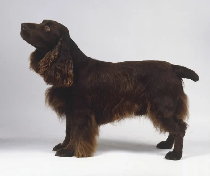foto Perro de raza Field Spaniel