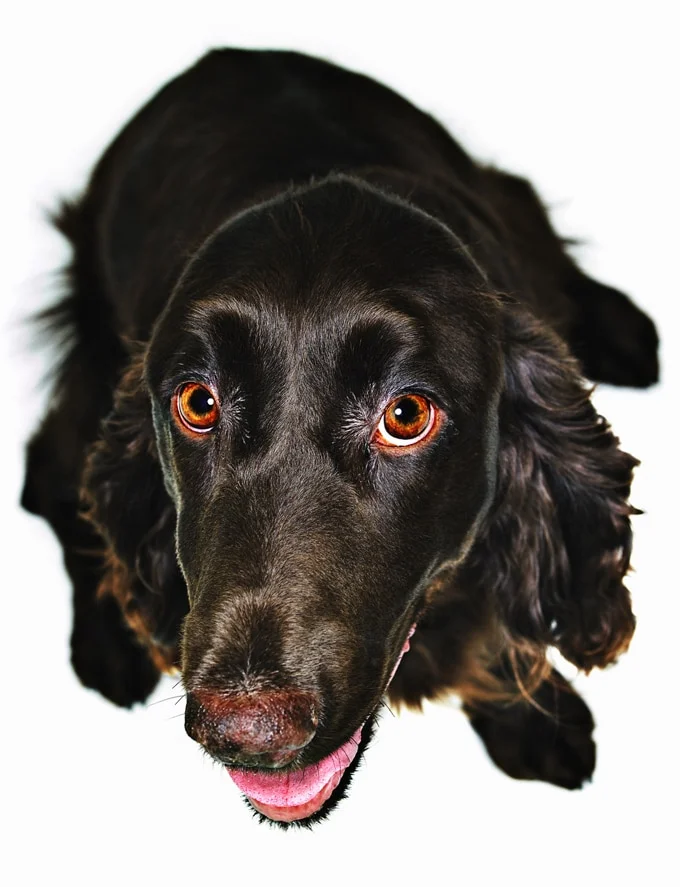 foto Perro de raza Field Spaniel