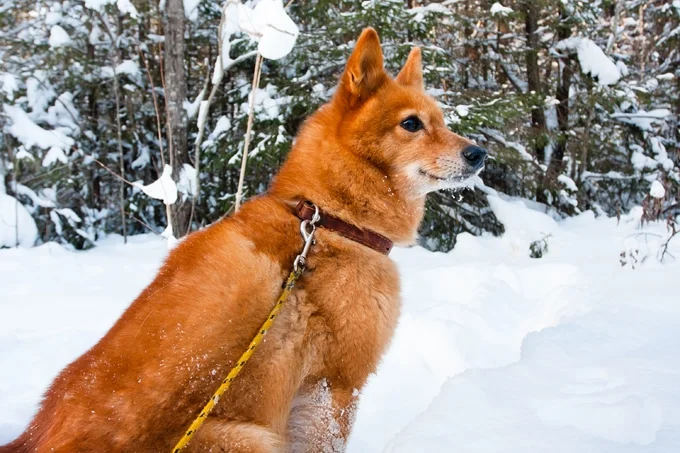 foto Perro Spitz Finlandés