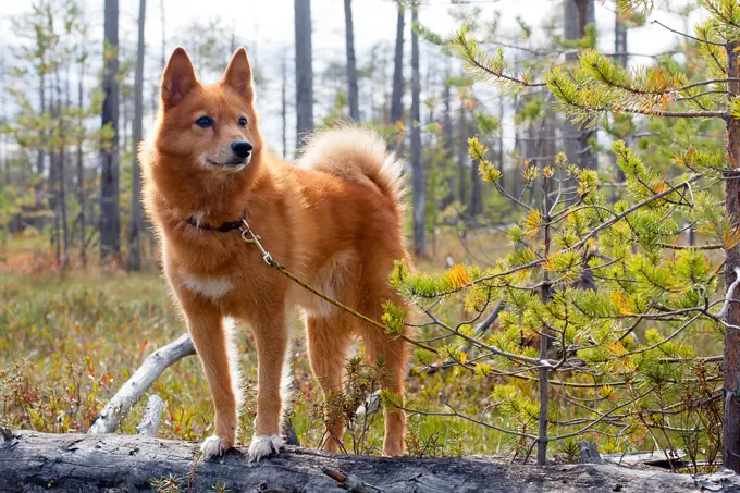 foto Perro Spitz Finlandés