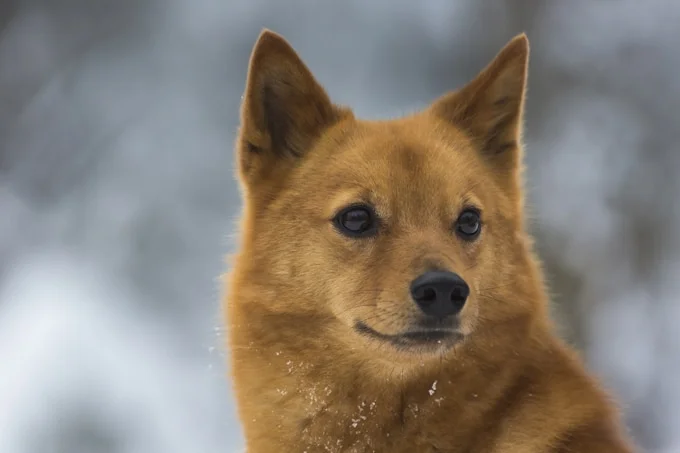foto Perro Spitz Finlandés