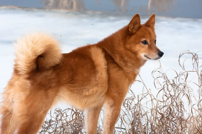 foto Perro Spitz Finlandés