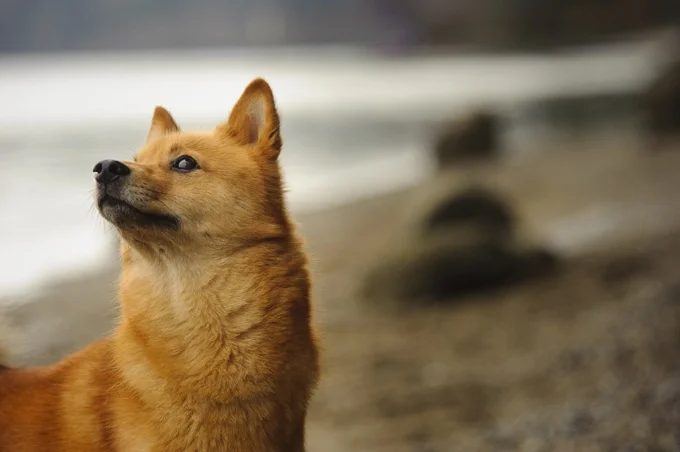 foto Perro Spitz Finlandés