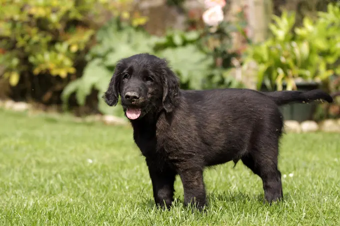 foto Perro de raza Flat-Coated Retriever