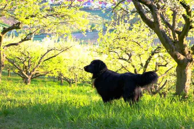 foto Perro de raza Flat-Coated Retriever