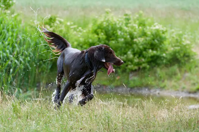 foto Perro de raza Flat-Coated Retriever