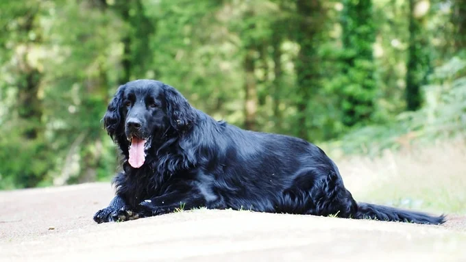 foto Perro de raza Flat-Coated Retriever