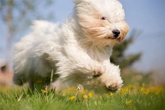 foto Perro Coton de Tulear