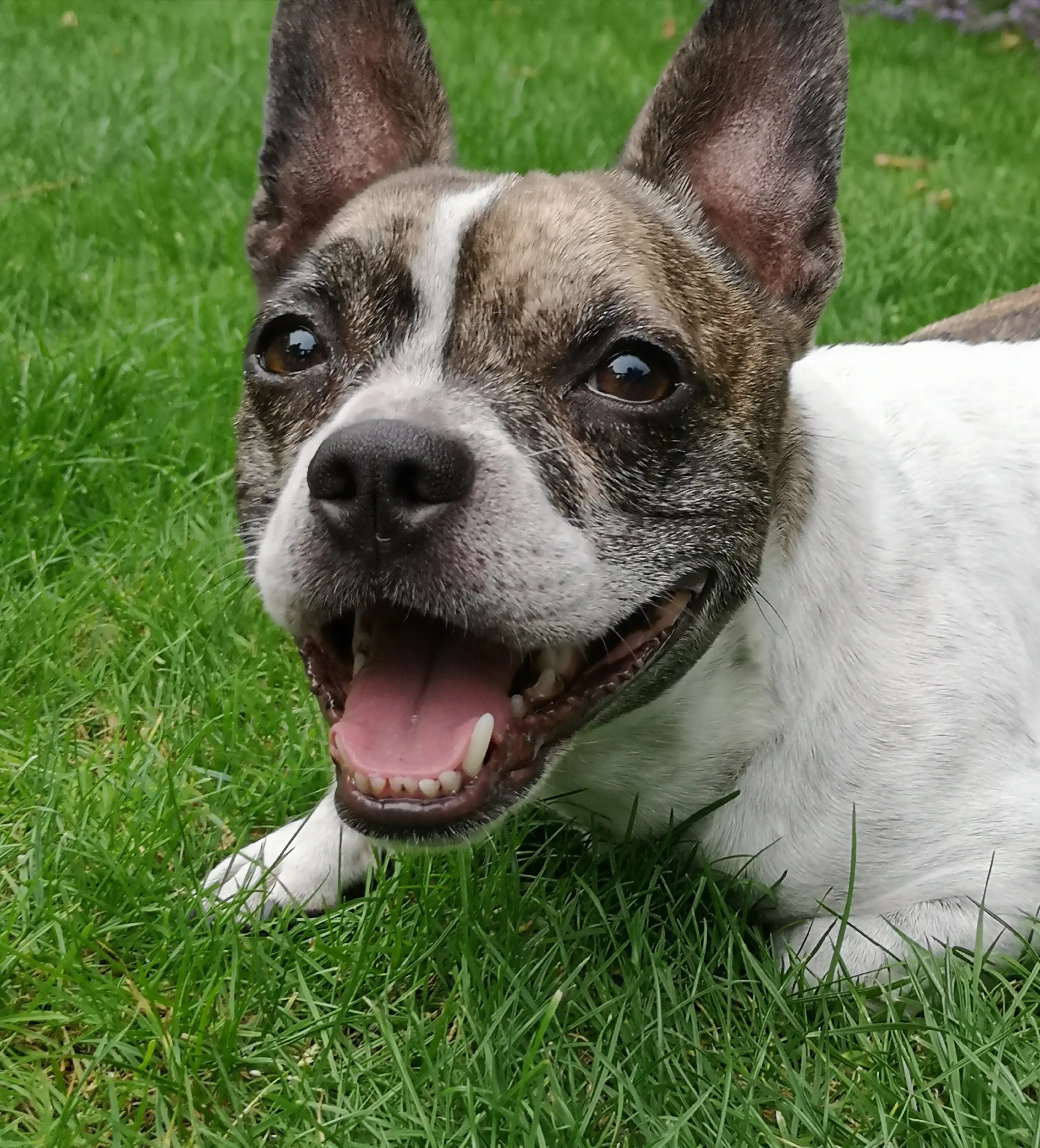 foto Perro Bullhuahua Francés Mixto