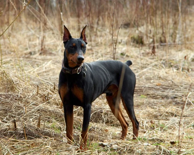 foto Perro Pinscher Alemán
