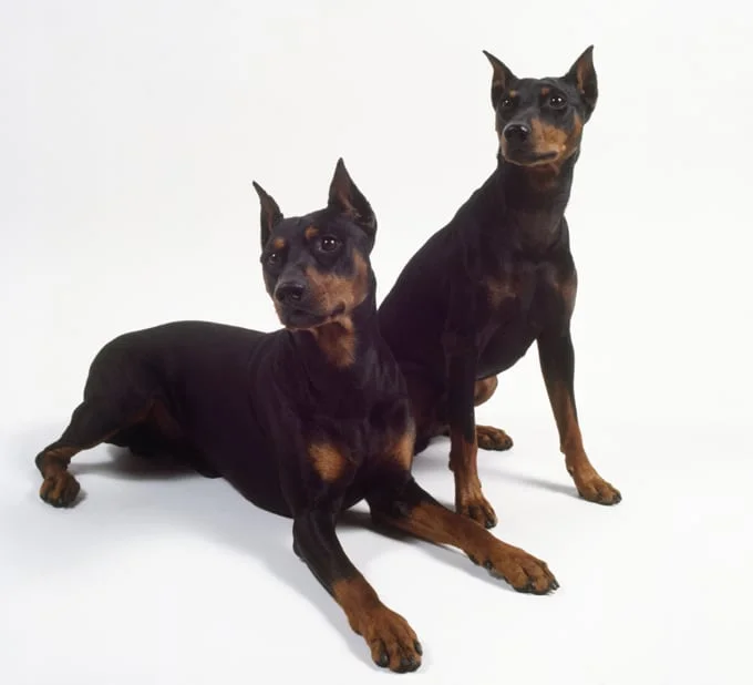 foto Perro Pinscher Alemán