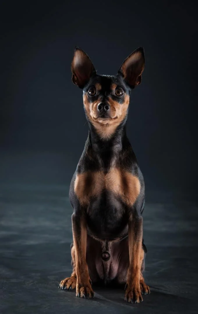 foto Perro Pinscher Alemán