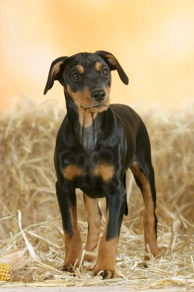 foto Perro Pinscher Alemán