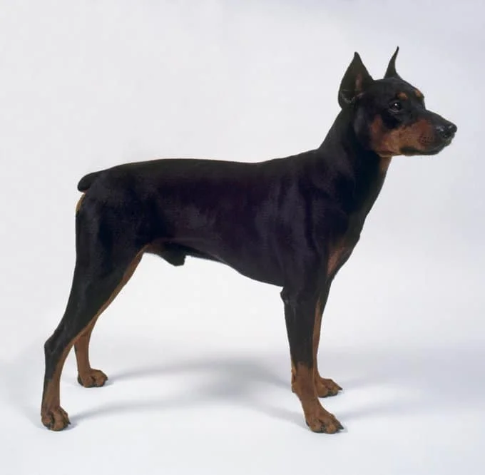 foto Perro Pinscher Alemán