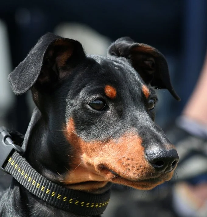 foto Perro Pinscher Alemán