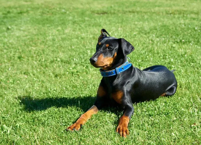foto Perro Pinscher Alemán